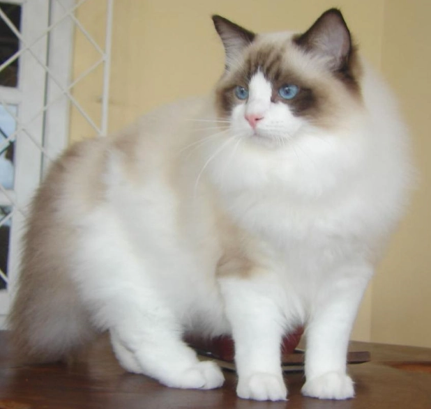 布偶貓品種標準