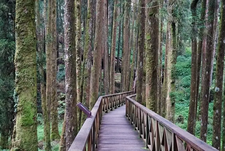 阿里山旅遊 阿里山旅遊