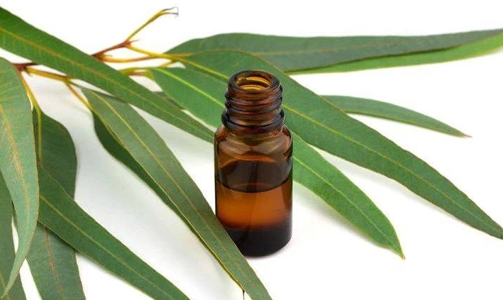 尤加利精油功效