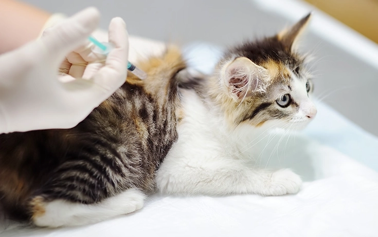 貓疫苗多久打一次 貓疫苗多久打一次