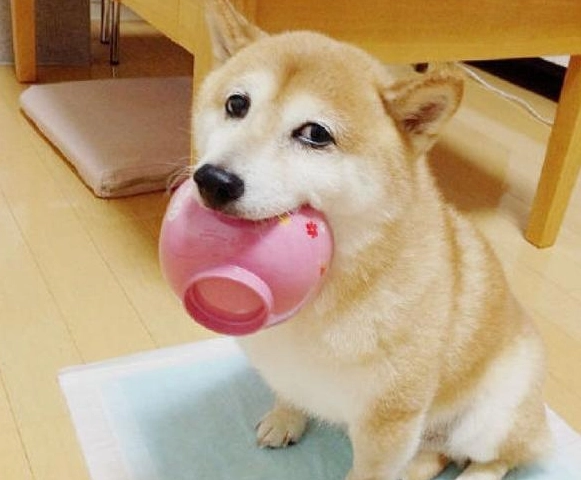 狗狗不能吃的食物