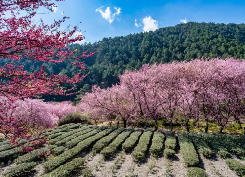 武陵農場一日遊