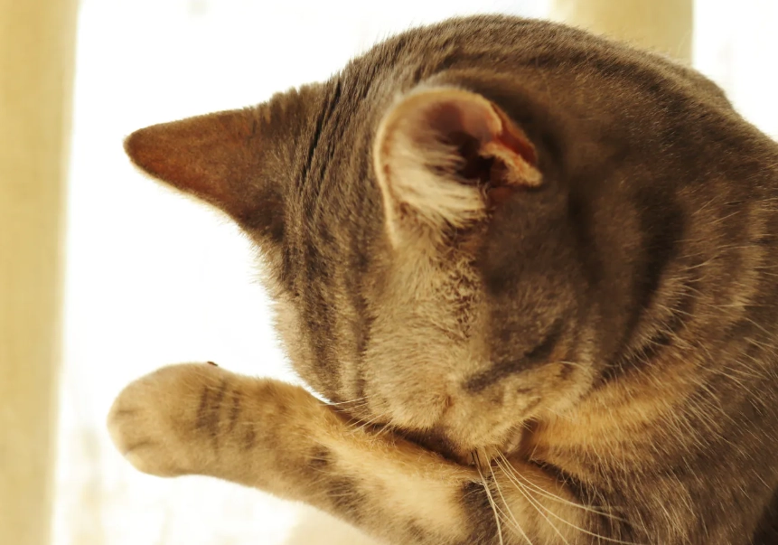 貓咪眼部健康食物