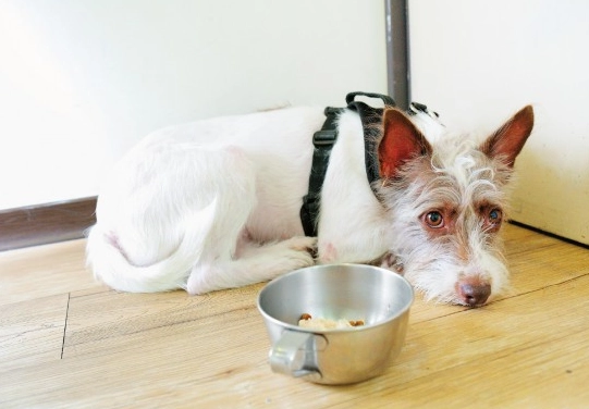 狗狗嘔吐 白色泡沫