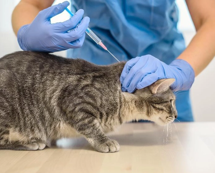 貓三合一疫苗 貓三合一疫苗