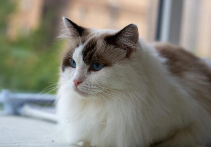 布偶貓品種標準