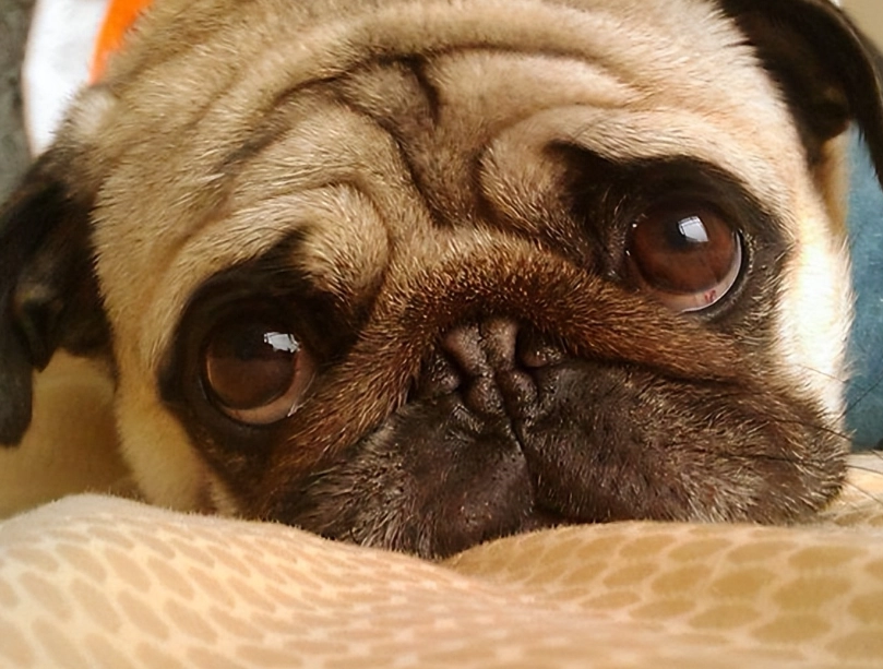 巴哥犬聰明嗎 巴哥犬聰明嗎