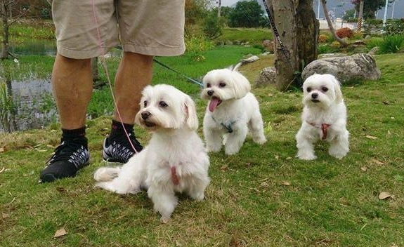 花蓮遛狗 花蓮遛狗