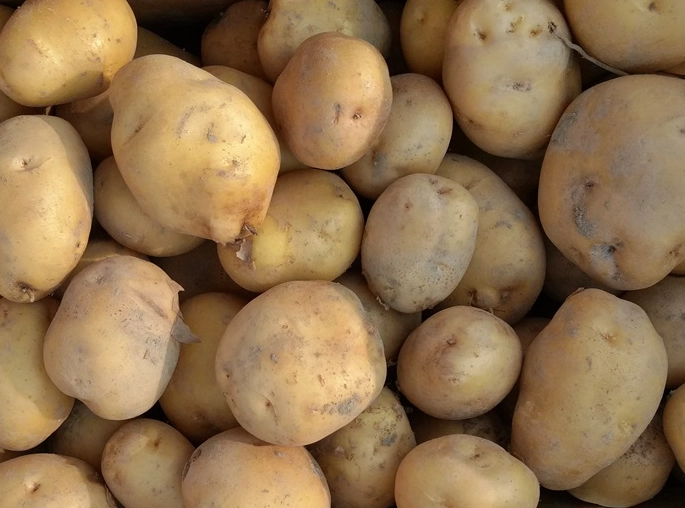 台灣馬鈴薯品種