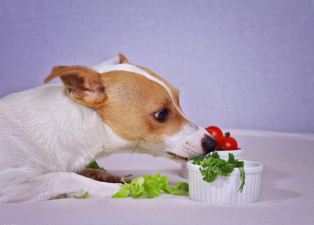 狗狗不能吃的食物