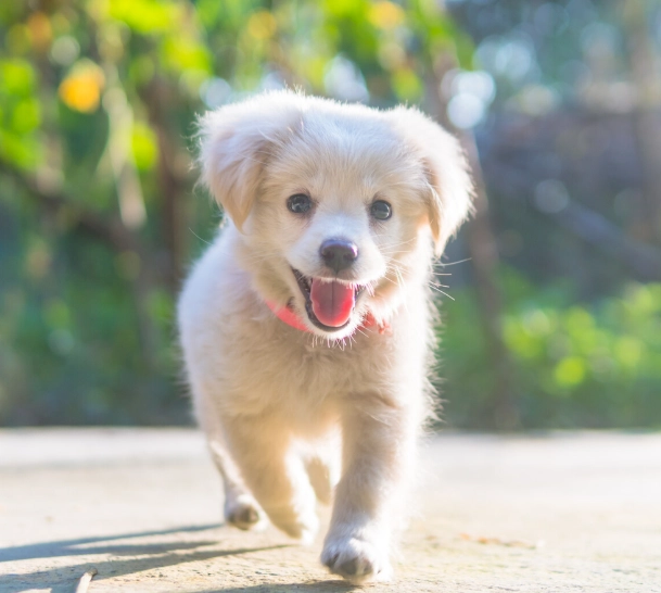 狗狗壓力大怎麼辦