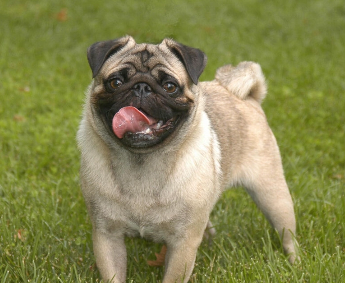 巴哥犬聰明嗎 巴哥犬聰明嗎