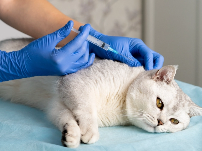 貓疫苗多久打一次 貓疫苗多久打一次