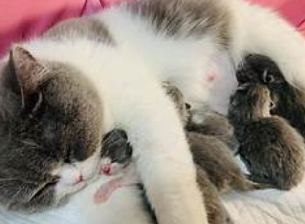 母貓接生