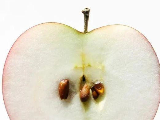 蘋果籽有毒嗎