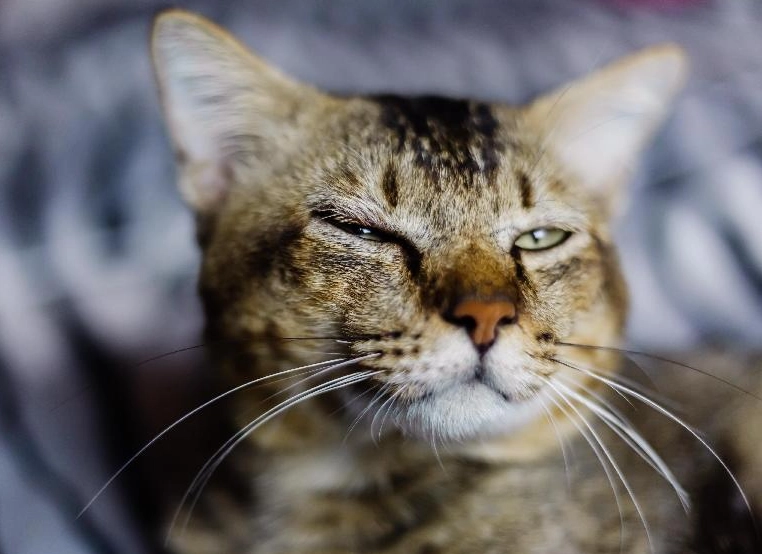 貓咪流眼淚原因