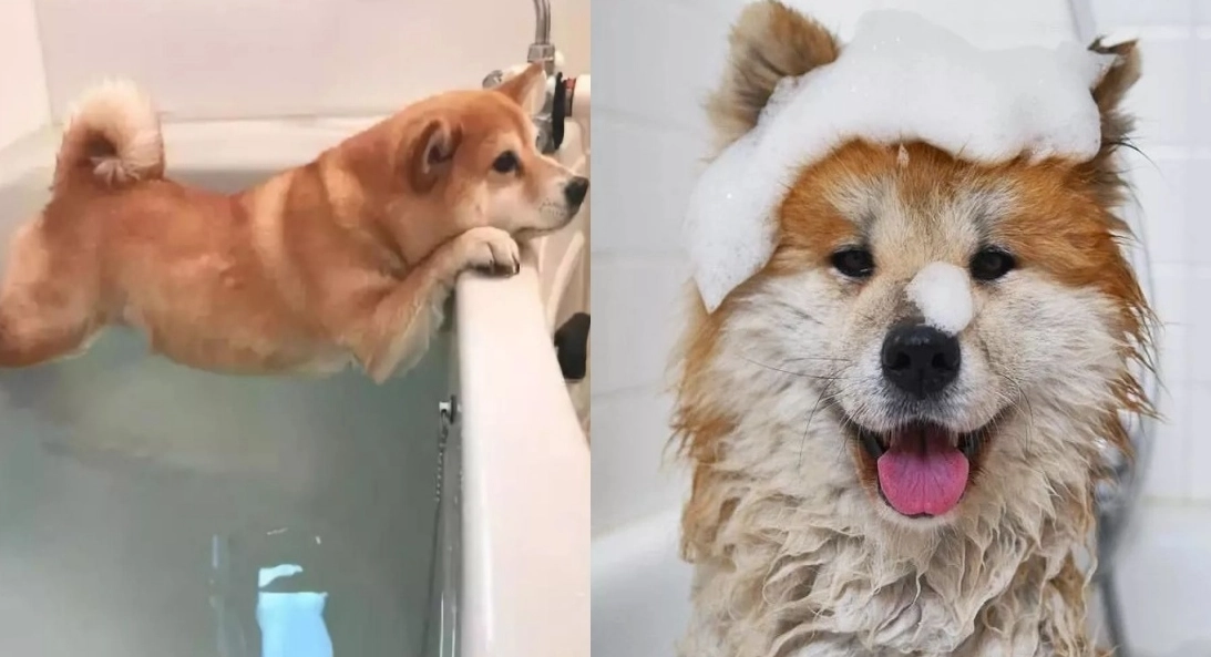 狗狗壓力大怎麼辦