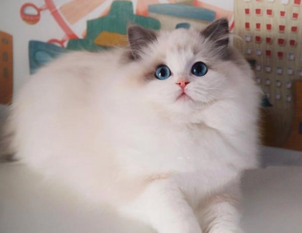 雙色布偶貓價格