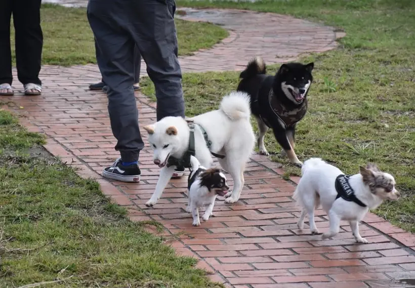 寵物友善景點 寵物友善景點