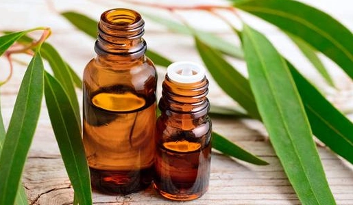 尤加利精油用法