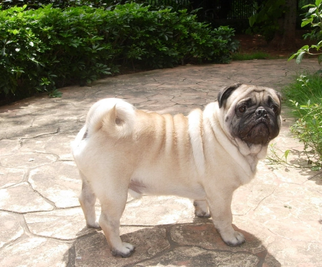 巴哥犬聰明嗎 巴哥犬聰明嗎