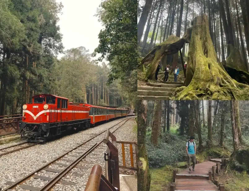 阿里山旅遊 阿里山旅遊