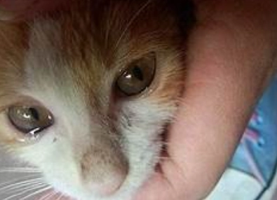 貓咪眼部健康食物