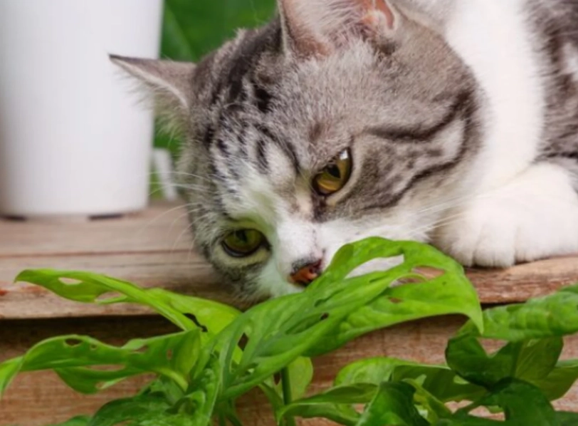 貓薄荷安全 貓薄荷安全