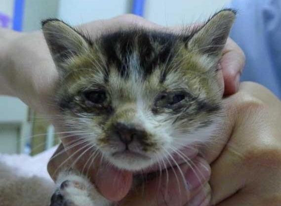 貓咪眼睛受傷症狀 貓咪眼睛受傷症狀