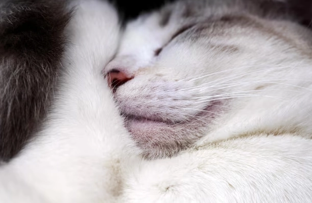 貓粉刺流血 貓粉刺流血