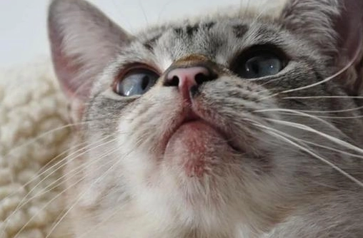 貓毛囊炎 貓毛囊炎