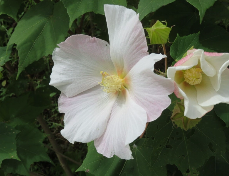 芙蓉功效與作用