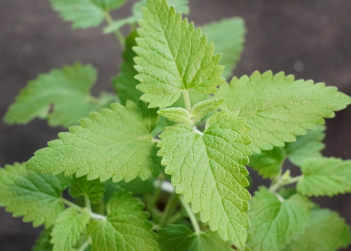 貓薄荷用法 貓薄荷用法