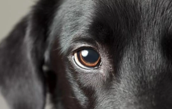 狗眼睛紅腫 狗眼睛紅腫