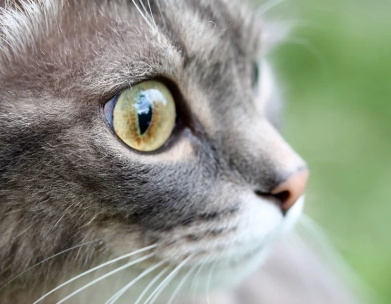 貓咪結膜炎治療 貓咪結膜炎治療