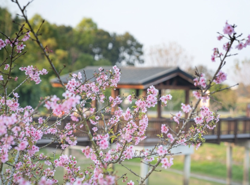 台南賞櫻