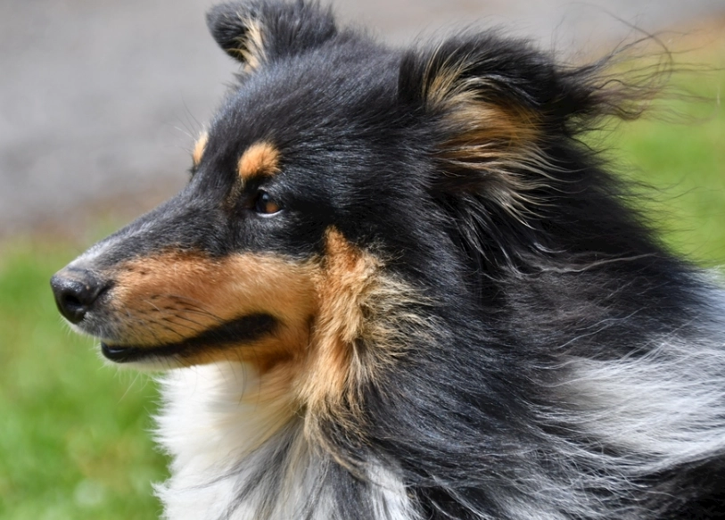 狗毛髮保養 狗毛髮保養