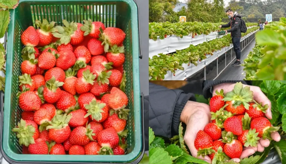 台灣草莓園 台灣草莓園