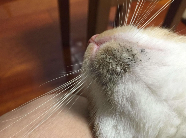 貓下巴粉刺 貓下巴粉刺