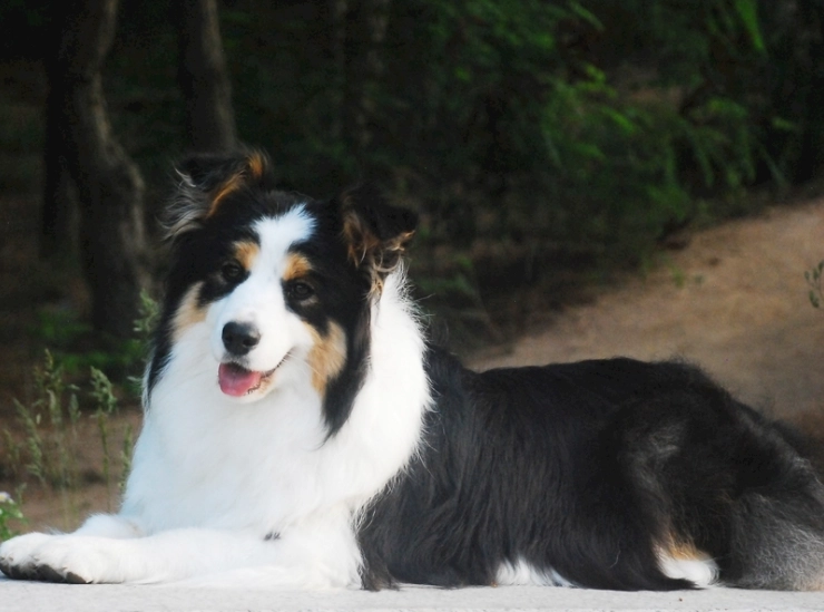 狗飲食營養 狗飲食營養