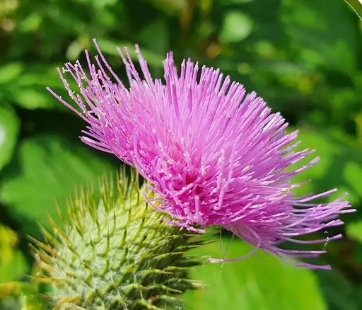 朝鮮薊料理 朝鮮薊料理
