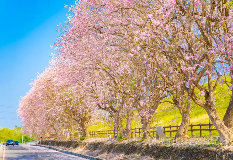 台南櫻花秘境