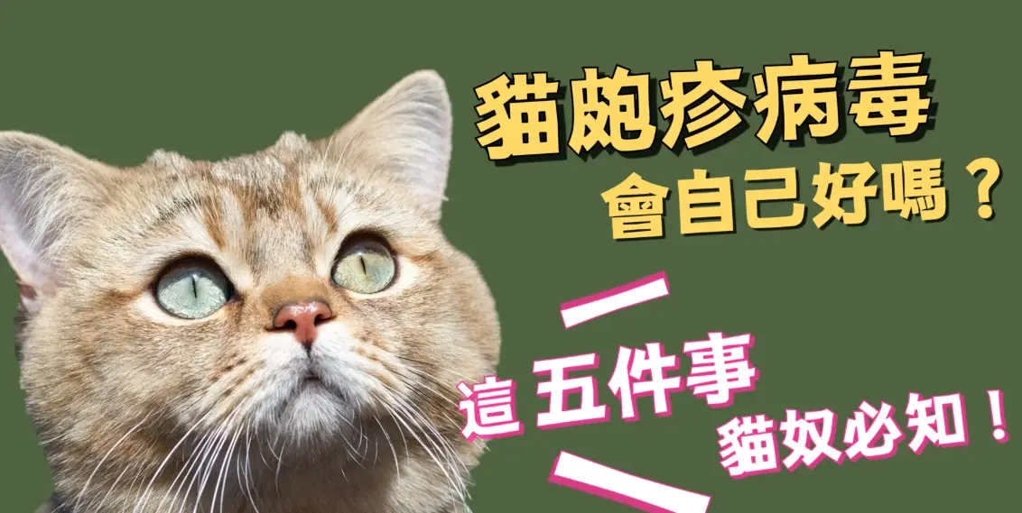 貓皰疹治療 貓皰疹治療