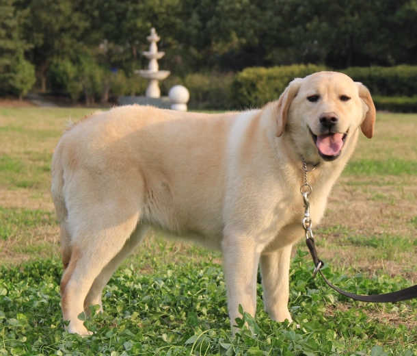 拉布拉多幼犬領養