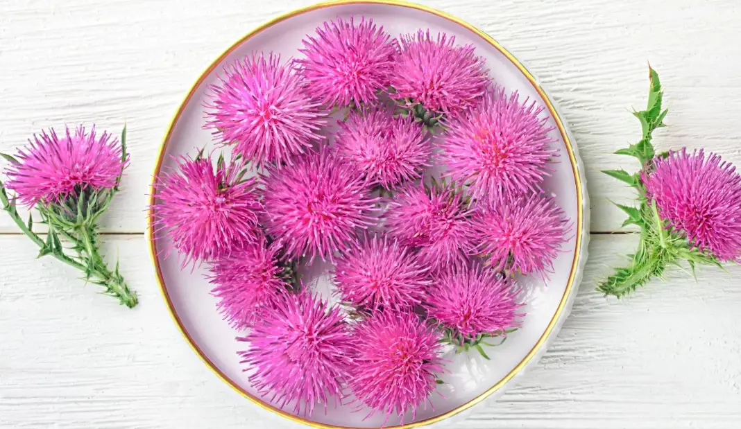 朝鮮薊料理 朝鮮薊料理