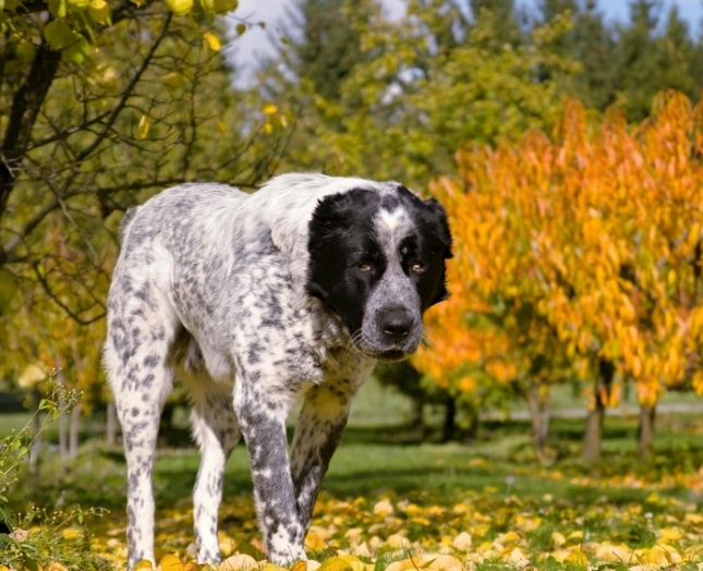 狗飲食營養 狗飲食營養