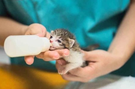 幼貓飲食 幼貓飲食