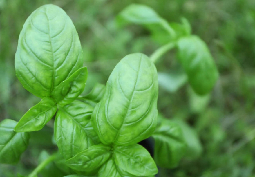 九層塔 如何 修剪