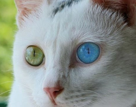 貓咪結膜炎治療 貓咪結膜炎治療