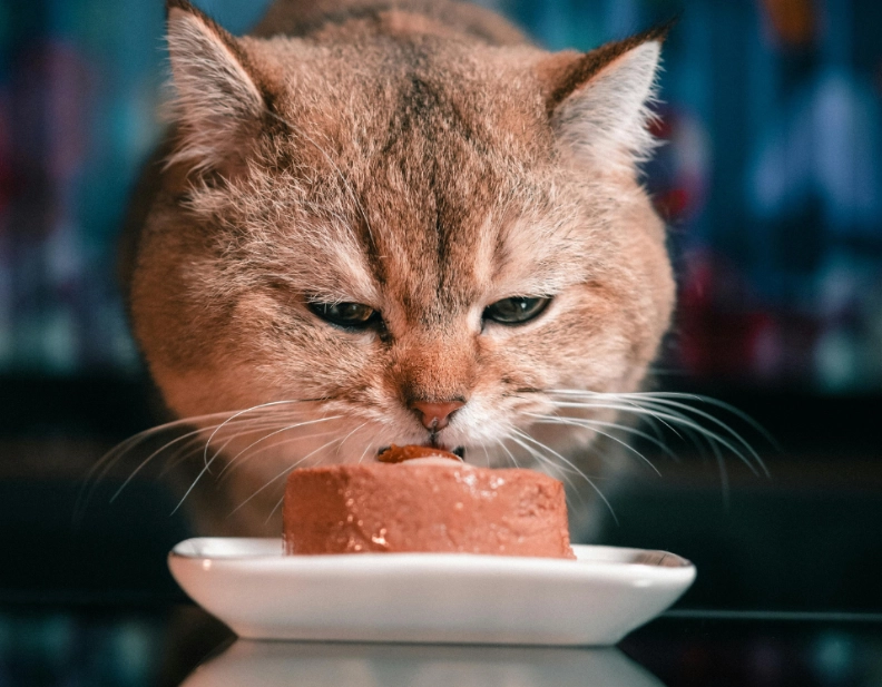 貓咪腸胃保健 貓咪腸胃保健